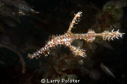 Ornate Ghost Pipefish, still one of my favorite critters ... by Larry Polster 